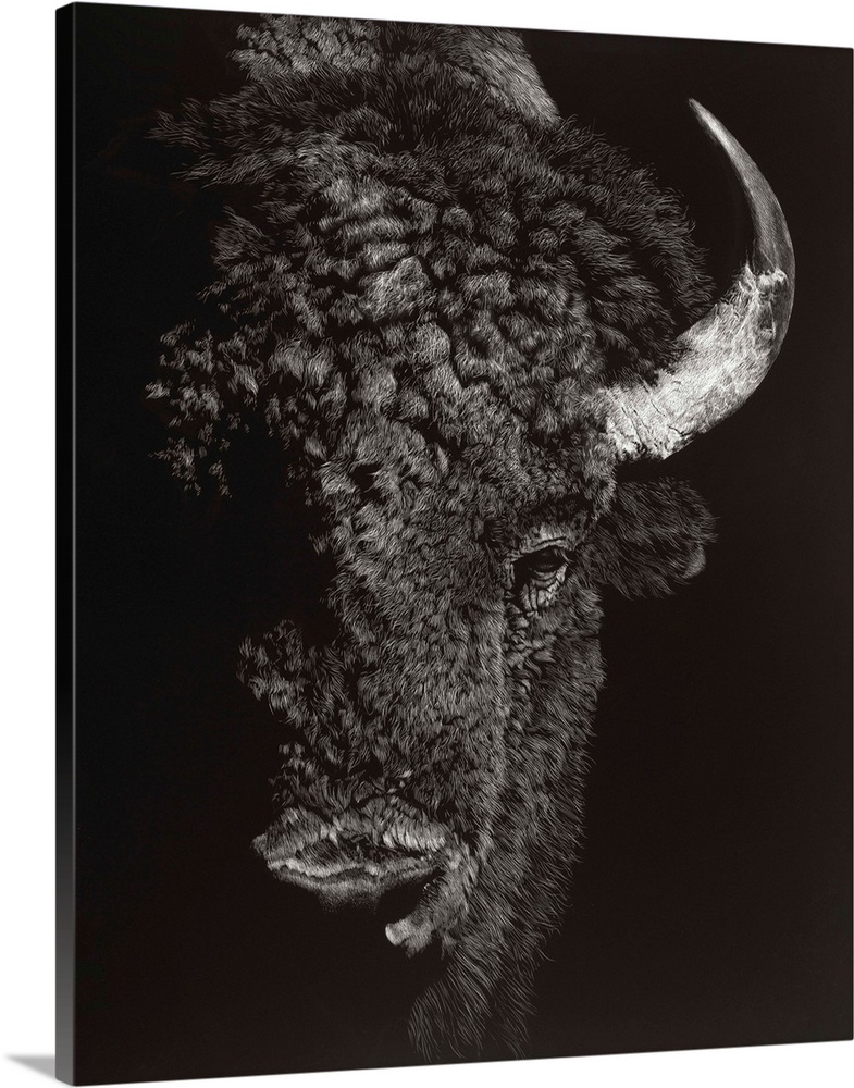 Black and white lifelike illustration of a buffalo.