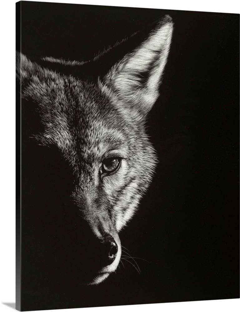 Black and white lifelike illustration of a wolf.