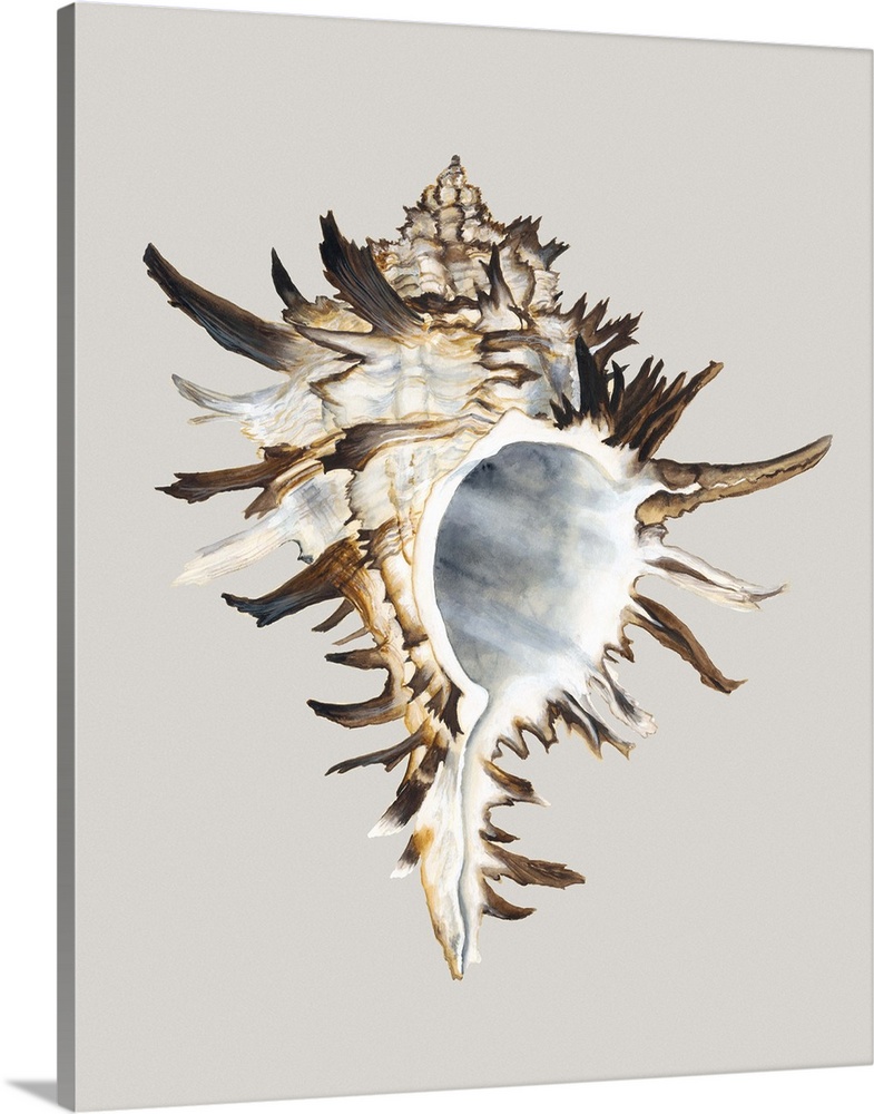 Contemporary artwork of a detailed seashell.