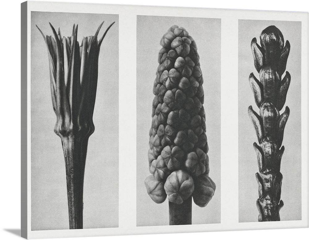 Blossfeldt's Triptych I