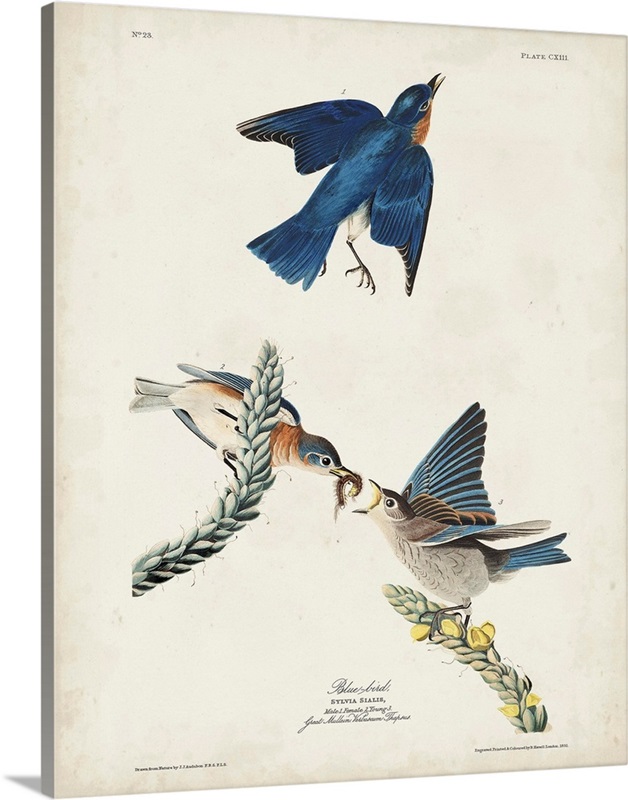 Blue Bird Wall Art, Canvas Prints, Framed Prints, Wall Peels Great