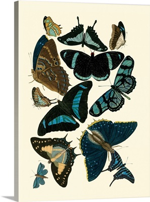 Blue Butterfly Study