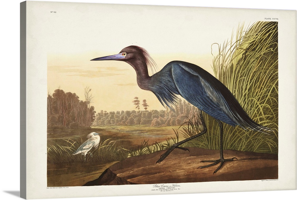 Blue Crane Or Heron