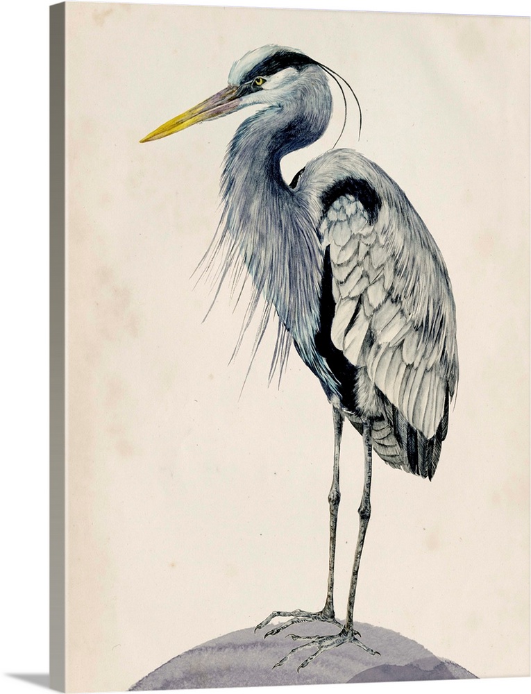 Detailed painted illustration of a blue heron sitting on a rock.