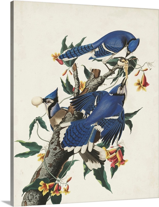 Blue Jay Wall Art, Canvas Prints, Framed Prints, Wall Peels Great Big