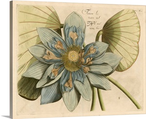 Blue Lotus Flower I image thumbnail