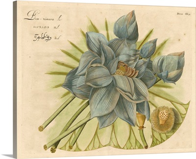 Blue Lotus Flower II