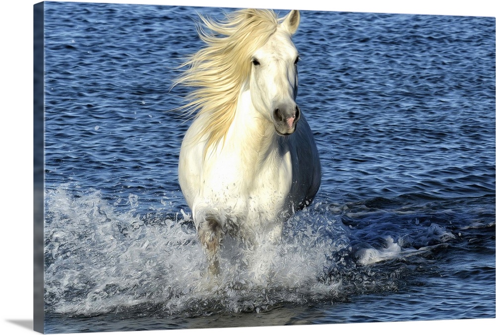 Fine art photo of a white horse galloping in the sea.
