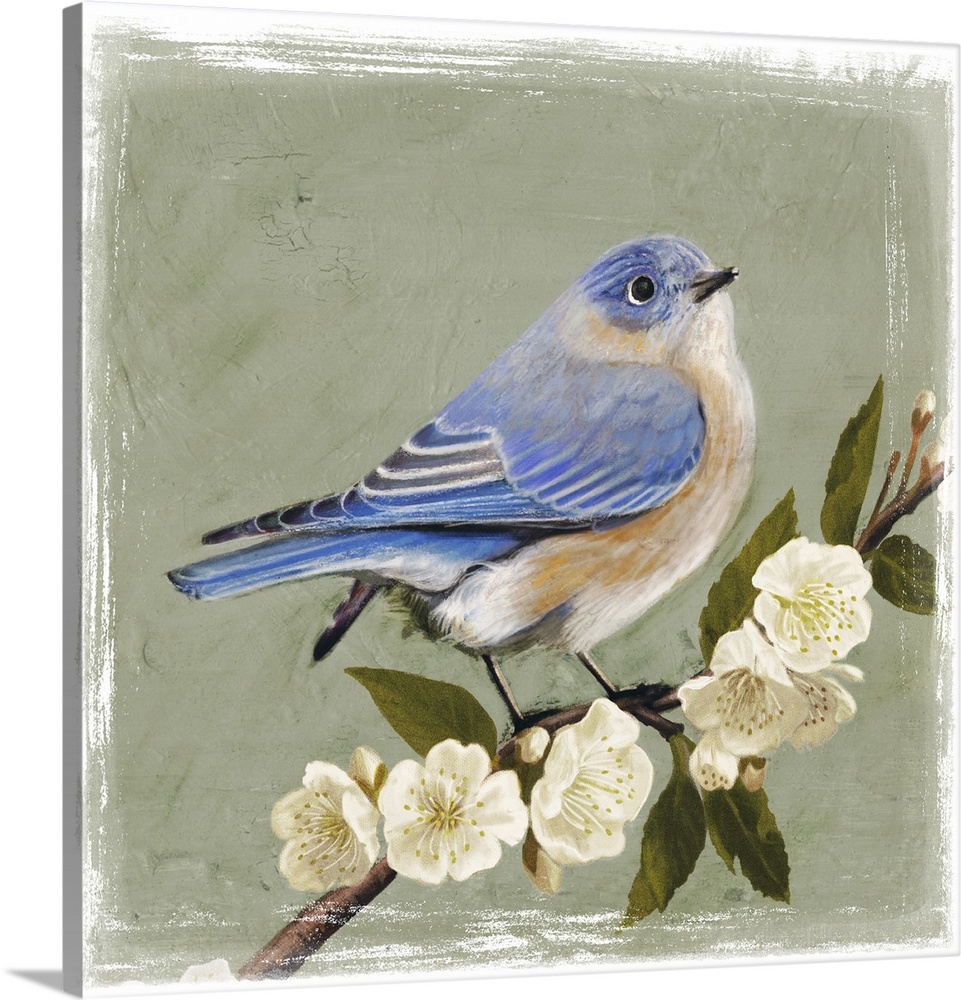 Decorative artwork of a bluebird is perched on a cherry blossom branch on a muted green background.