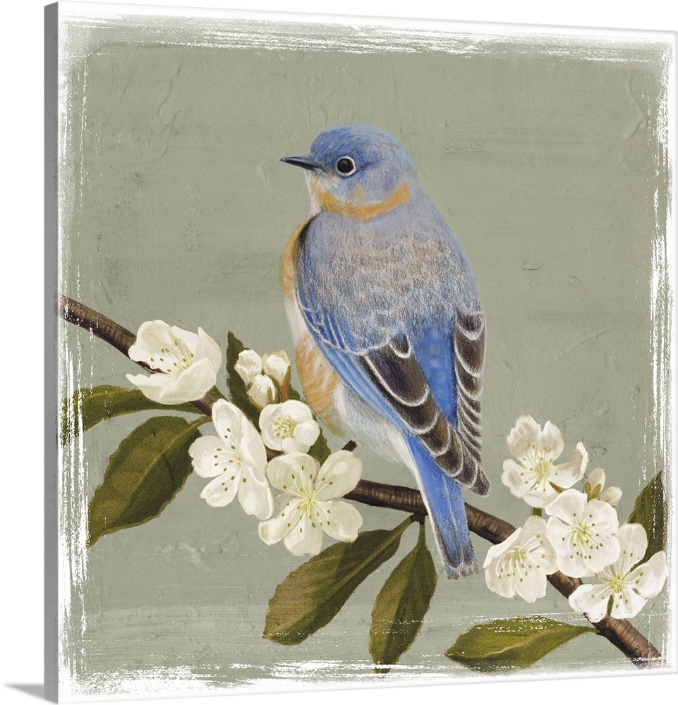 Decorative artwork of a bluebird is perched on a cherry blossom branch on a muted green background.