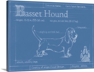 Blueprint Basset Hound