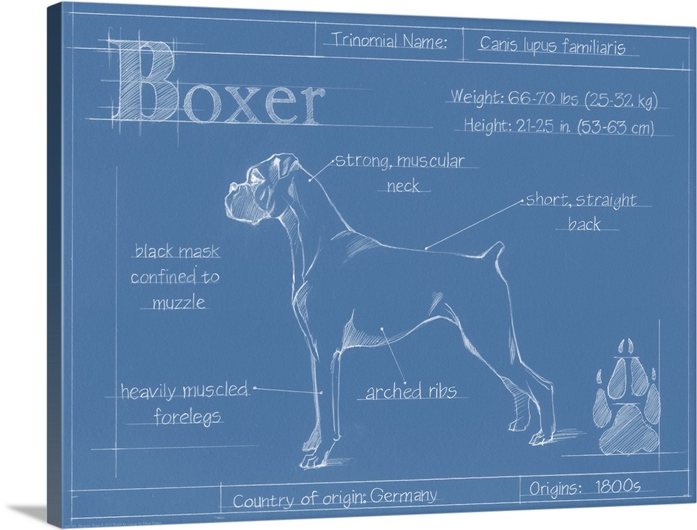 "Blueprint" illustration showing the parts of a Boxer dog.
