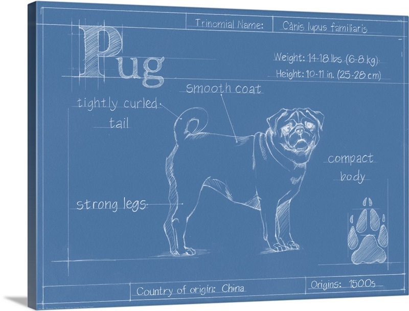 Blueprint Pug | Great Big Canvas