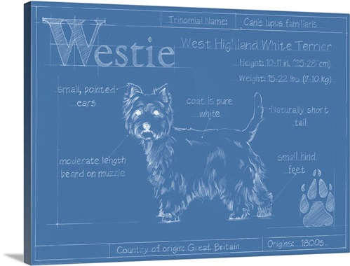 Blueprint Wall Art blueprint westie wall art, canvas prints, framed prints, wall Blueprint Wall Art blueprint westie wall art, canvas prints, framed prints, wall