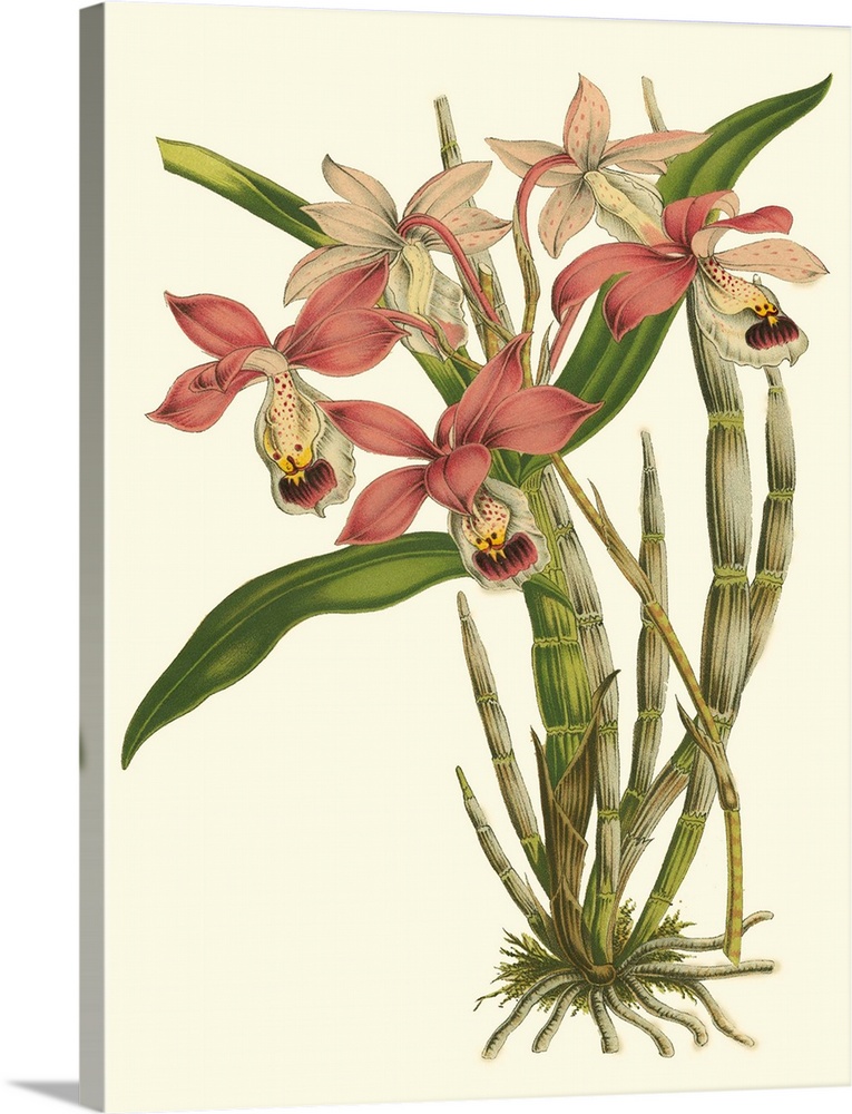 Blushing Orchids II