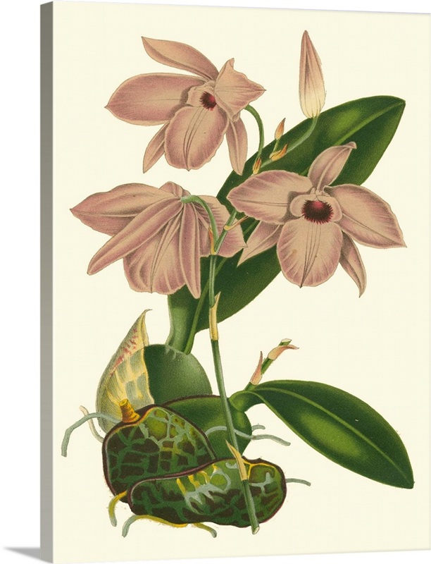 Blushing Orchids III | Great Big Canvas