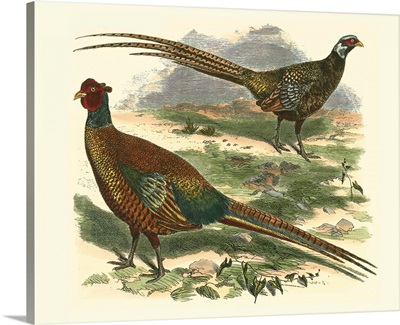 Bohemian Pheasant