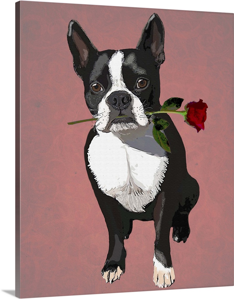 Illustration of a Boston Terrier dog holding a rose in its mouth.