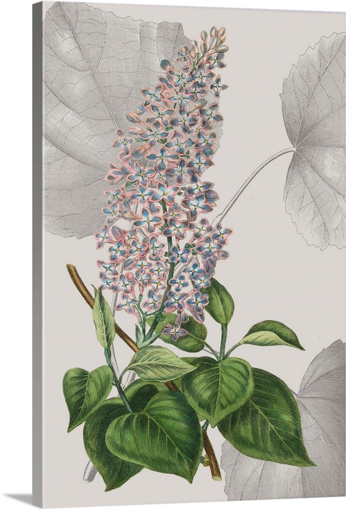 Colorful botanical study of a gray background.