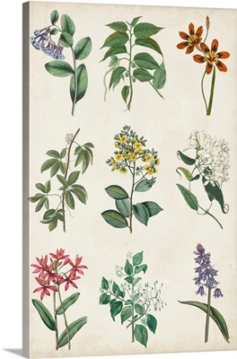 Botanical Chart I