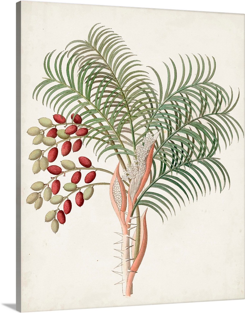 Botanical of the Tropics VII