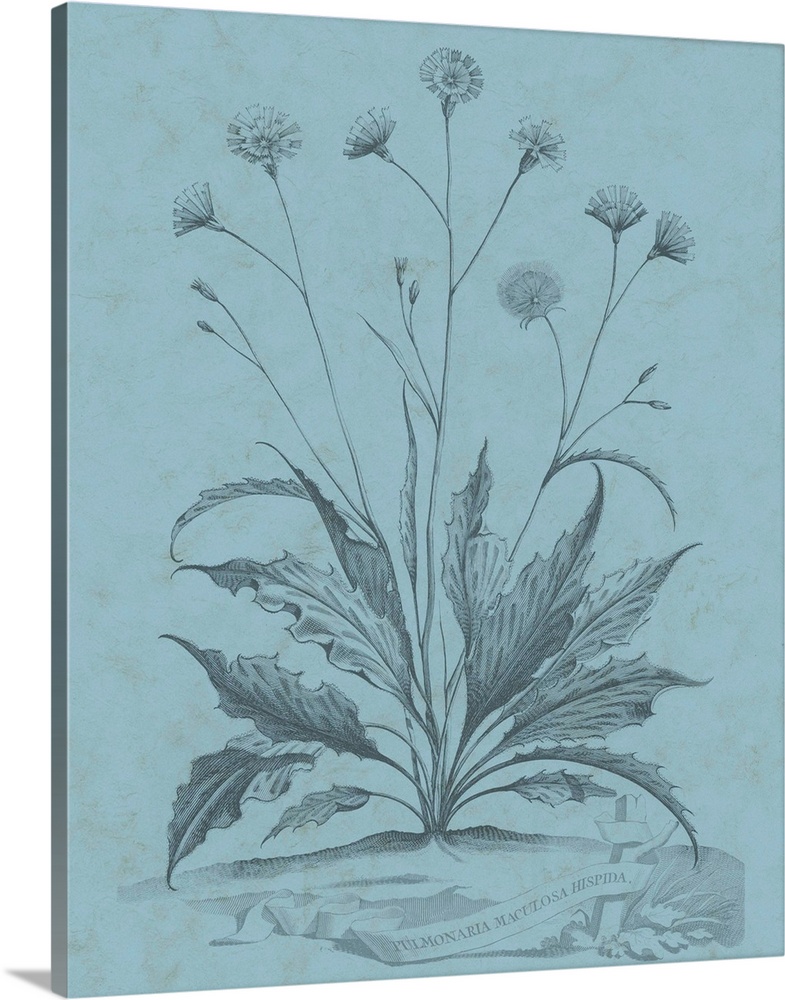 This decorative artwork features an illustrative plant over a distressed blue background with the words, Pulmonaria Maculo...