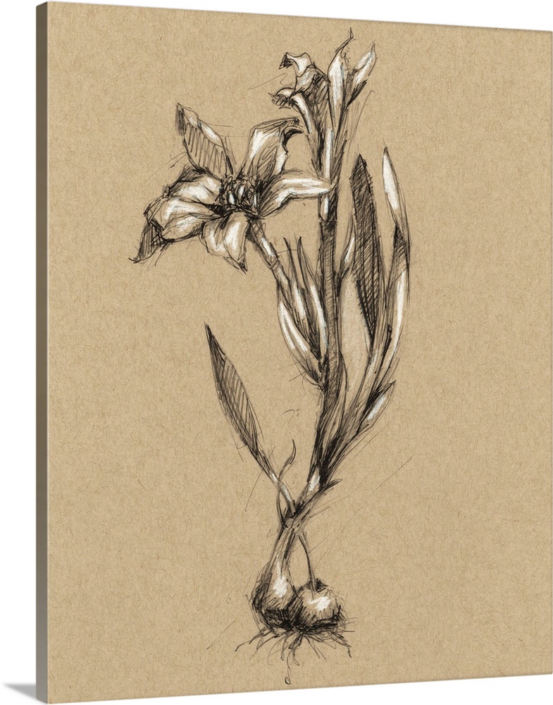 https://static.greatbigcanvas.com/images/singlecanvas_thick_none/world-art-group/botanical-sketch-black-and-white-i,2330875.jpg