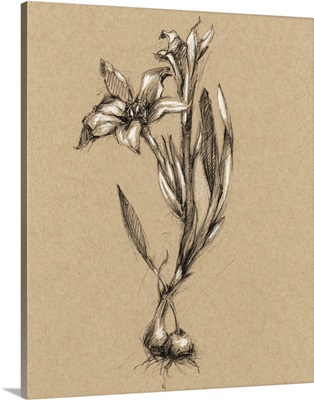 Botanical Sketch Black and White I