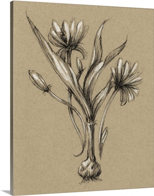 Botanical Sketch Black and White III