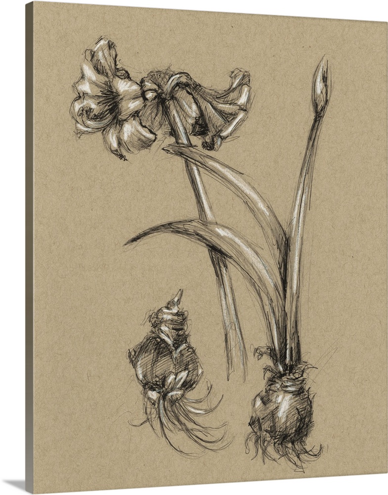Decorative print of a botanical drawing featuring a flower growing from a bulb.