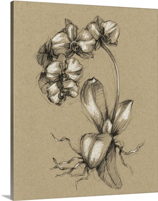 Botanical Sketch Black and White V