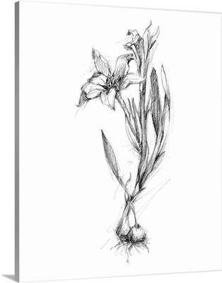 Botanical Sketch I