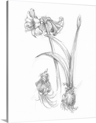 Botanical Sketch IV