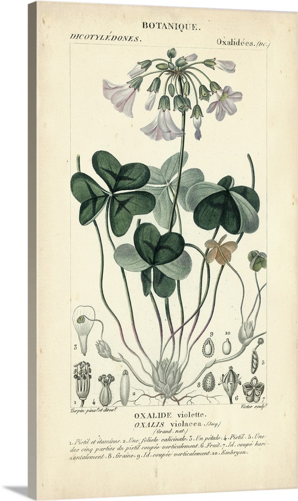 Botanique Study in Lavender I