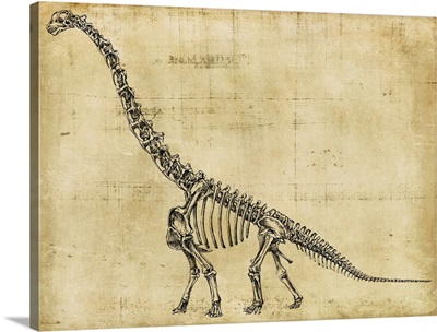 Brachiosaurus Study