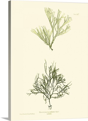 Bradbury Seaweed IV