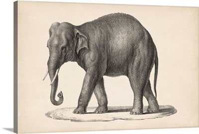 Brodtmann Elephant