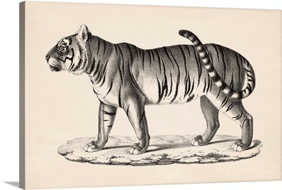 Brodtmann Male Tiger