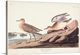 image thumbnail of Buff-Breasted Sandpiper