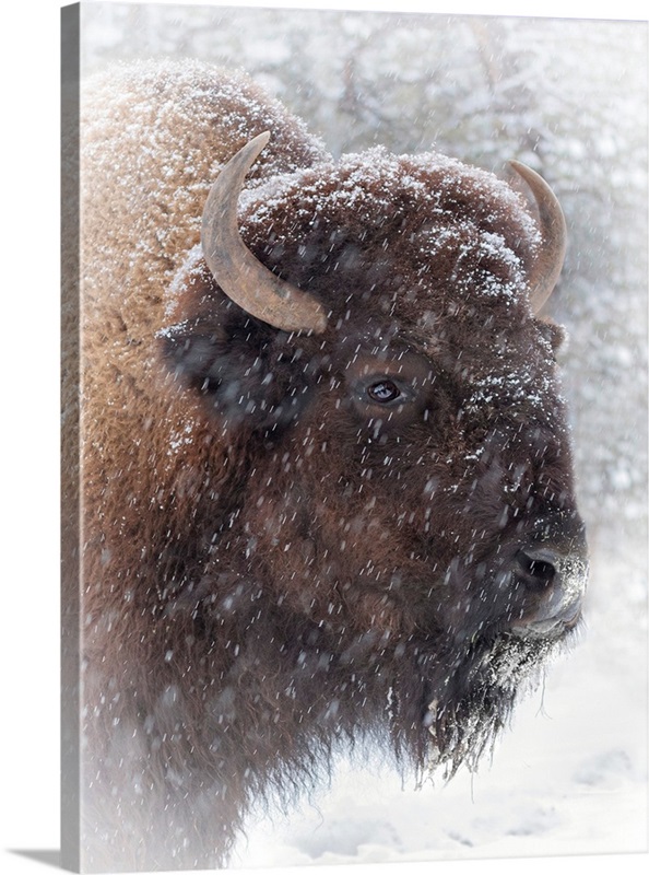 Buffalo In Snow | Great Big Canvas