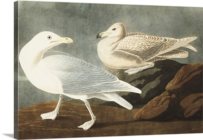 Burgomaster Gull