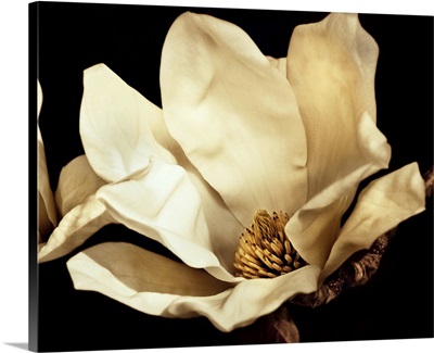 Buttercream Magnolia I