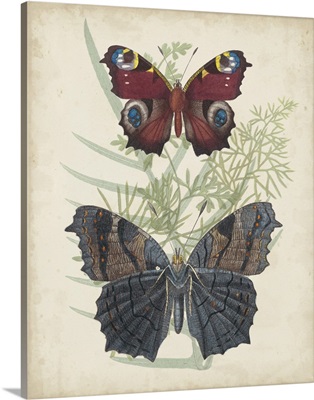 Butterflies and Ferns III
