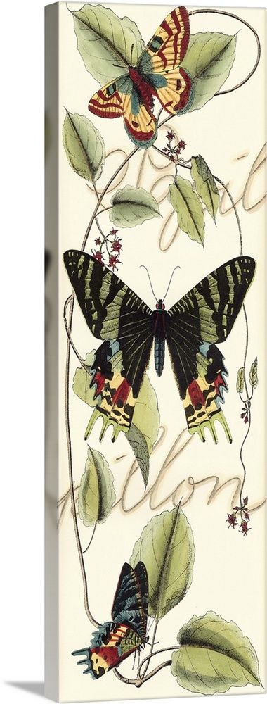 Contemporary artwork of a vintage style butterfly illustration with script in the background.
