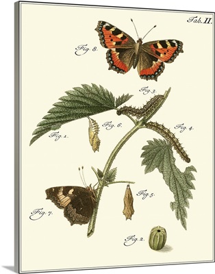 Butterfly Metamorphosis I