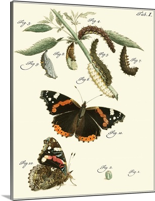 Butterfly Metamorphosis IV