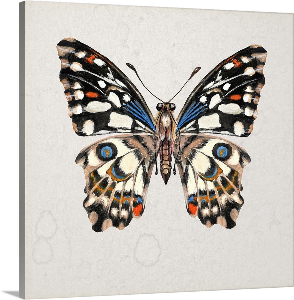 Vintage style illustration of a butterfly on a beige, watermarked background.