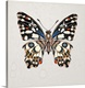 image thumbnail of Vintage style illustration of a butterfly on a beige, watermarked background.