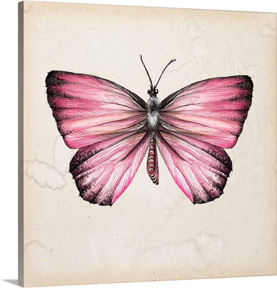 Vintage style illustration of a butterfly on a beige, watermarked background.