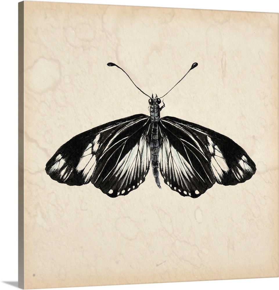 Vintage style illustration of a butterfly on a beige, watermarked background.